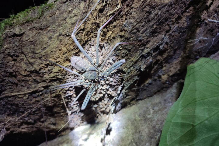 Araña en un árbol en la selva del Amazonas (Colombia) - Instinto Mochilero