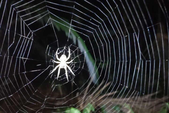 Expedición nocturna en Amazonas (Puerto Nariño, Colombia) - Instinto Mochilero