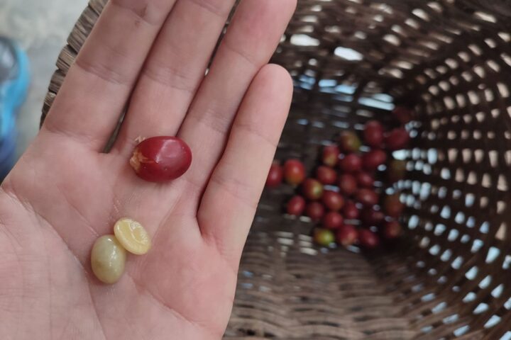 Grano de café recién recolectado, Salento (Colombia) - Instinto Mochilero