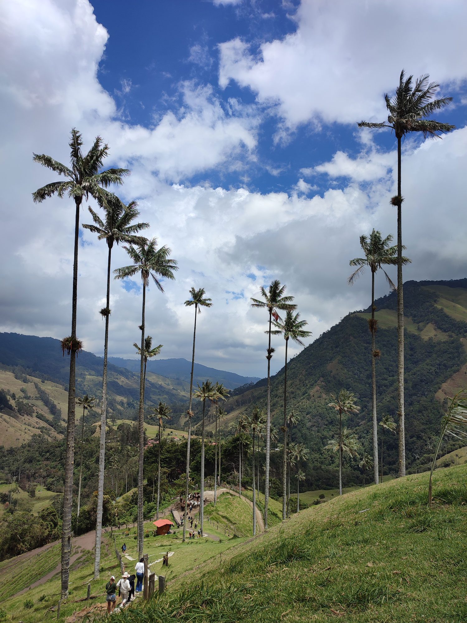 Palmeras Valle del Cocora, Salento - Instinto Mochilero