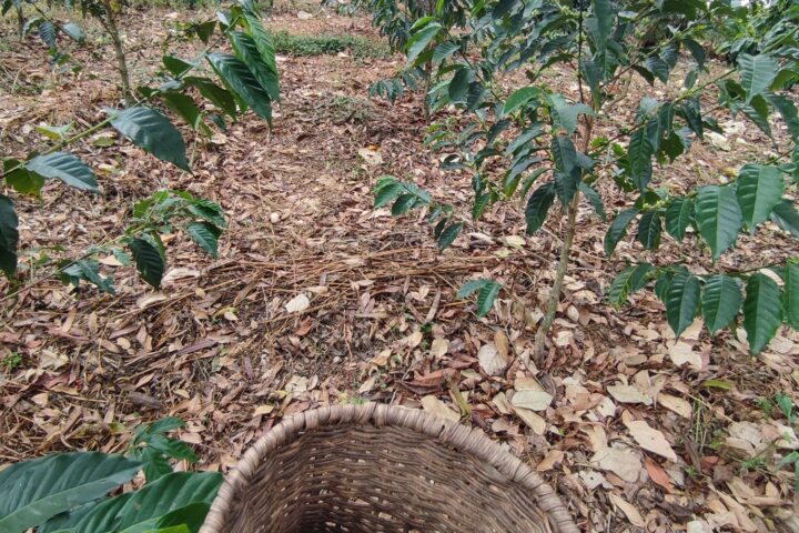 Recolectando café en Salento (Colombia) - Instinto Mochilero